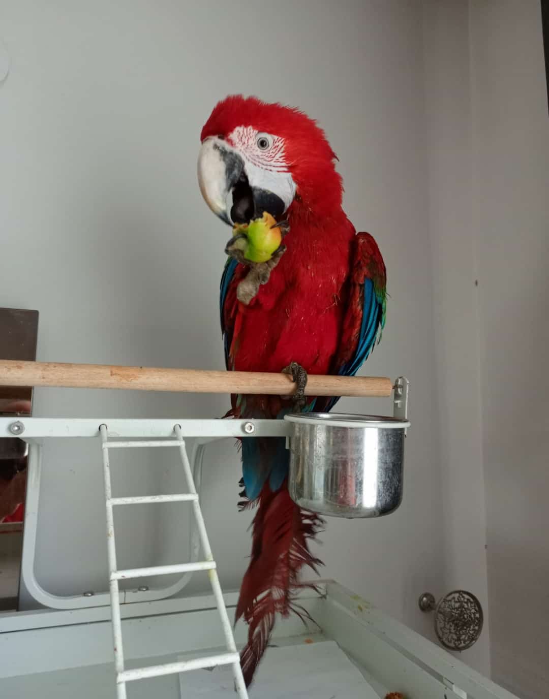 RED GREEN MACAW PAPAĞANI